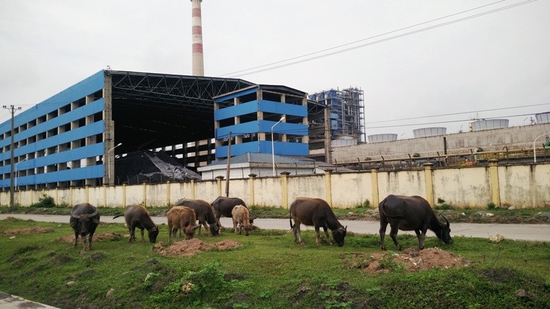 Đạm Ninh Bình: Nhà máy 12.000 tỷ, hoạt động 4 năm lỗ... 2.000 tỷ ảnh 10