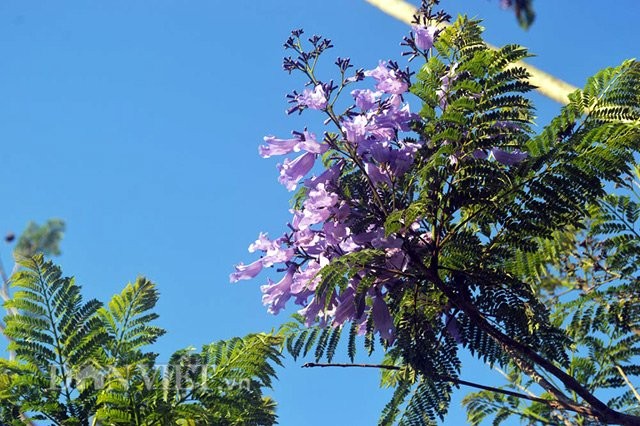 Phượng trồng mới ở Hà Nội ra hoa quanh năm, có cả màu đỏ, màu tím ảnh 1