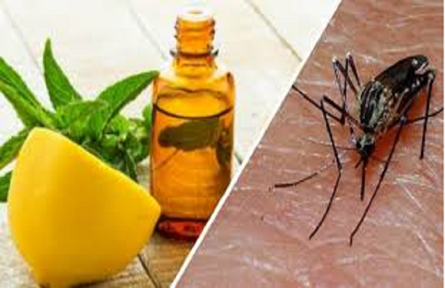 Đuổi muỗi với 5 mẹo đơn giản ảnh 2