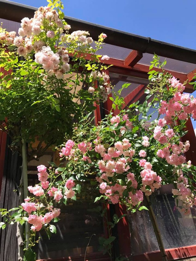 Ngôi nhà hoa hồng “đẹp như cổ tích” của nữ Việt kiều Hungary ảnh 8