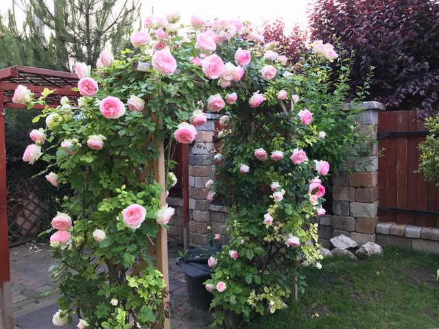 Ngôi nhà hoa hồng “đẹp như cổ tích” của nữ Việt kiều Hungary ảnh 5