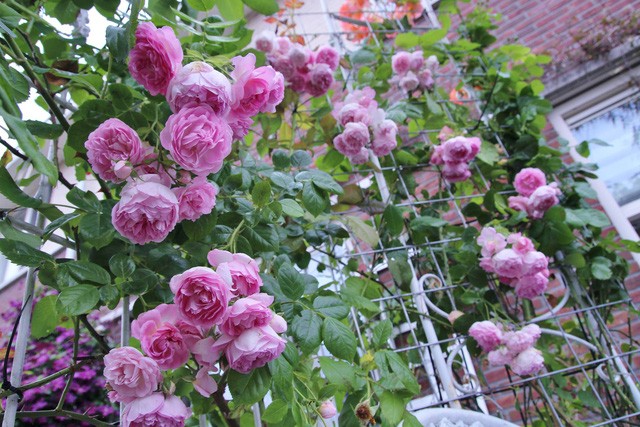 Khu vườn tràn ngập sắc hoa, đẹp như cổ tích của mẹ Việt ở Hà Lan ảnh 4