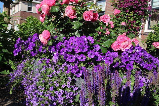 Khu vườn tràn ngập sắc hoa, đẹp như cổ tích của mẹ Việt ở Hà Lan ảnh 6