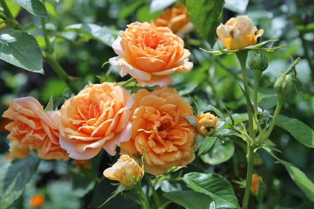 Khu vườn tràn ngập sắc hoa, đẹp như cổ tích của mẹ Việt ở Hà Lan ảnh 8