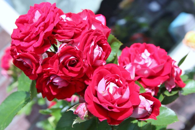 Khu vườn tràn ngập sắc hoa, đẹp như cổ tích của mẹ Việt ở Hà Lan ảnh 11