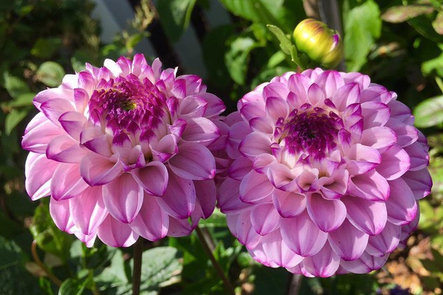 Khu vườn tràn ngập sắc hoa, đẹp như cổ tích của mẹ Việt ở Hà Lan ảnh 12