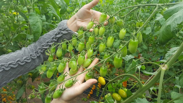 Kiếm trăm triệu mỗi tháng nhờ độc chiêu trồng cà chua từ... trứng gà và sữa ảnh 3