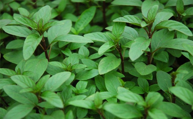 11 thực phẩm không nên để trong tủ lạnh vì dễ biến chất ảnh 9