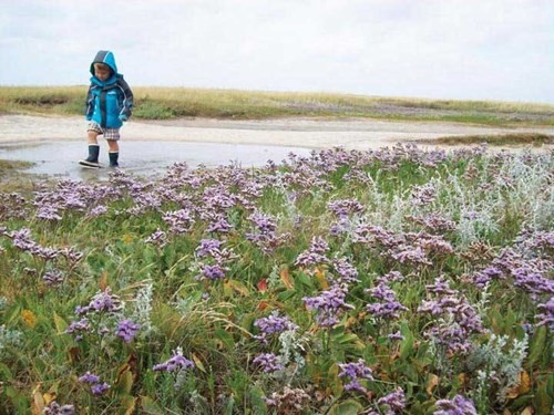 Wadden - vùng biển “kỳ lạ” của Hà Lan ảnh 6