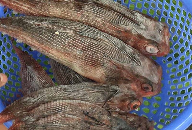 Nhâm nhi đặc sản “gà biển” nức tiếng Nam Trung Bộ ảnh 2