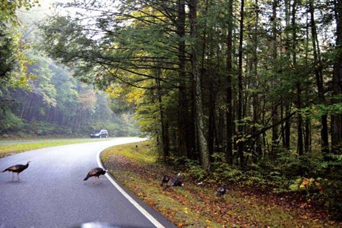 Cao nguyên Shenandoah ngày thu lộng lẫy ảnh 6