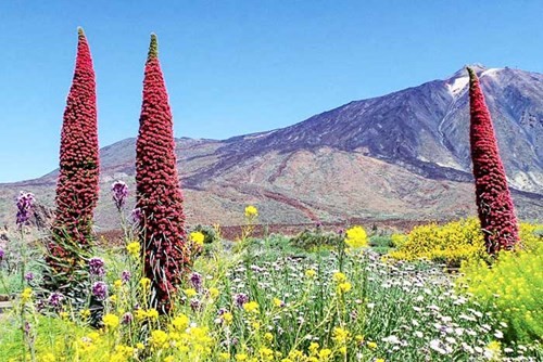 Những cung đường ngoạn mục trên đảo Tenerife ảnh 3