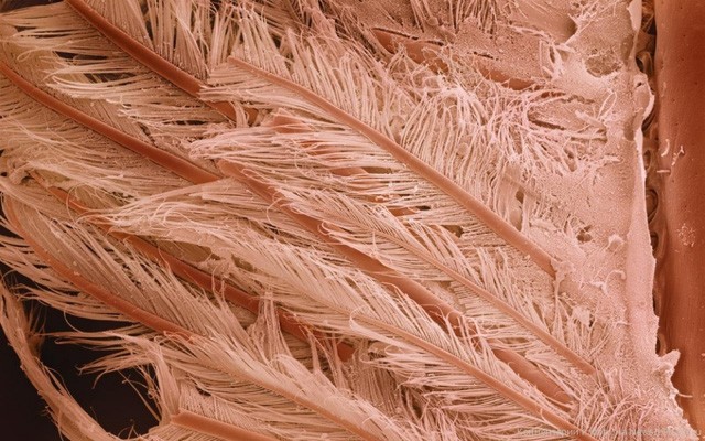 Ít ai có thể ngờ rằng, chiếc đuôi mái chèo của loài tôm khi được phóng to ra lại có dáng vẻ hao hao như lông vũ của những chú chim.