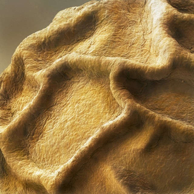 Hình ảnh phóng to của các nếp nhăn mà chúng ta có thể quan sát được bằng mắt thường trên vỏ hạt tiêu khô.