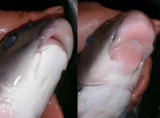 Ngược vùng cao “săn” cá tiến Vua ảnh 2