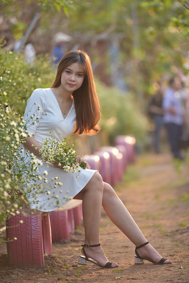 Cho thuê chụp ảnh, chủ vườn cúc họa mi kiếm hàng chục triệu mỗi ngày ảnh 2 Cúc hoạ mi là loại hoa đặc trưng của mùa thu đông Hà Nội. Loài hoa này rất được các cô gái ưa chuộng. Hiện nay, xu hướng chụp ảnh, ngắm cúc hoạ mi đã trở thành thông lệ hàng năm của giới trẻ.