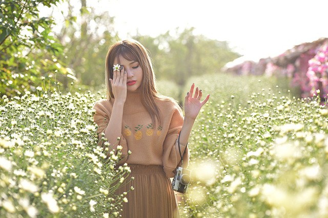 Cho thuê chụp ảnh, chủ vườn cúc họa mi kiếm hàng chục triệu mỗi ngày ảnh 10 Cho thuê chụp ảnh, chủ vườn cúc họa mi kiếm hàng chục triệu mỗi ngày ảnh 10