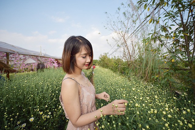 Cho thuê chụp ảnh, chủ vườn cúc họa mi kiếm hàng chục triệu mỗi ngày ảnh 8 Các cô gái trẻ thả dáng ở vườn cúc hoạ mi.