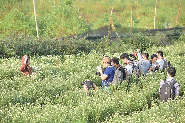 Cho thuê chụp ảnh, chủ vườn cúc họa mi kiếm hàng chục triệu mỗi ngày ảnh 6 Các nhiếp ảnh và người mẫu của một diễn đàn hẹn nhau offline chụp ảnh tại vườn cúc hoạ mi.