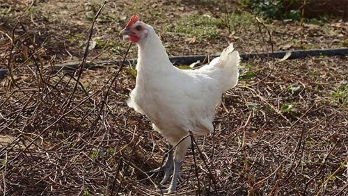 Khám phá món gà đắt nhất thế giới ảnh 2