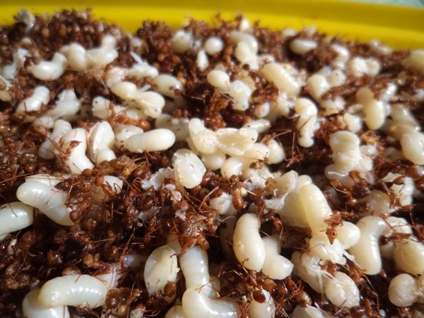 Rùng mình 5 món ăn sống ở Việt Nam khiến khách Tây “khiếp sợ” ảnh 5