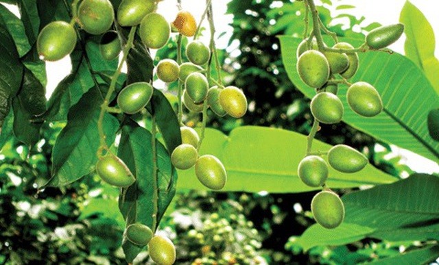 Phát hiện 5 loại cây nhiệt đới có tác dụng phòng chống ung thư hiệu quả ảnh 3