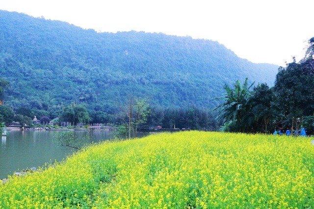 Vườn hoa cải rực vàng đẹp mê hồn khiến du khách nao lòng ở Thung Nham ảnh 21