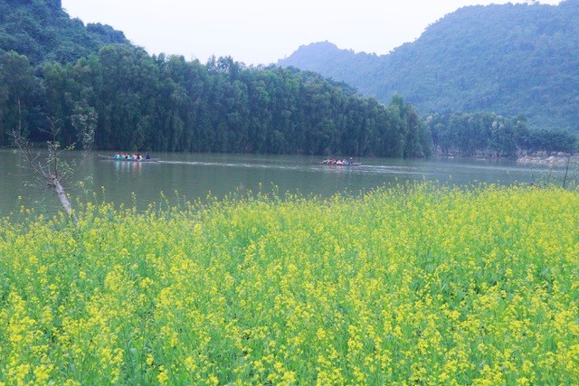 Vườn hoa cải rực vàng đẹp mê hồn khiến du khách nao lòng ở Thung Nham ảnh 2
