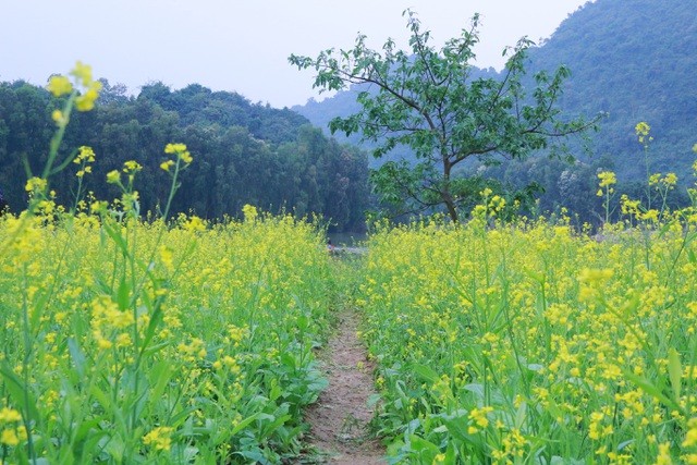 Vườn hoa cải rực vàng đẹp mê hồn khiến du khách nao lòng ở Thung Nham ảnh 3