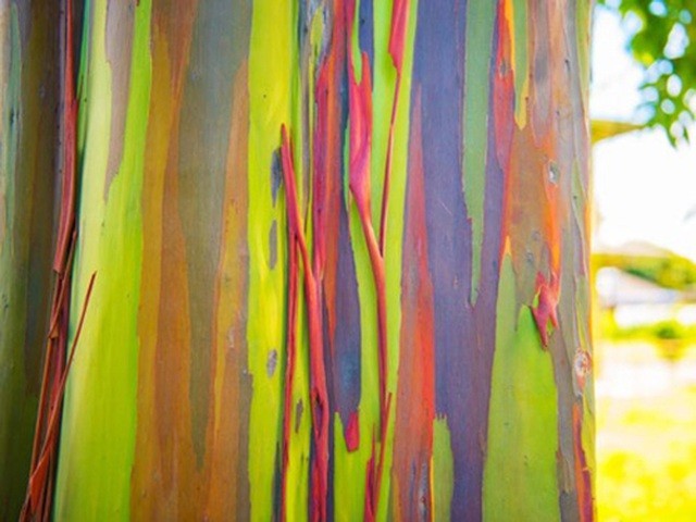 Gia tăng du khách tới Hawaii ngắm “cầu vồng trên cây“ ảnh 4