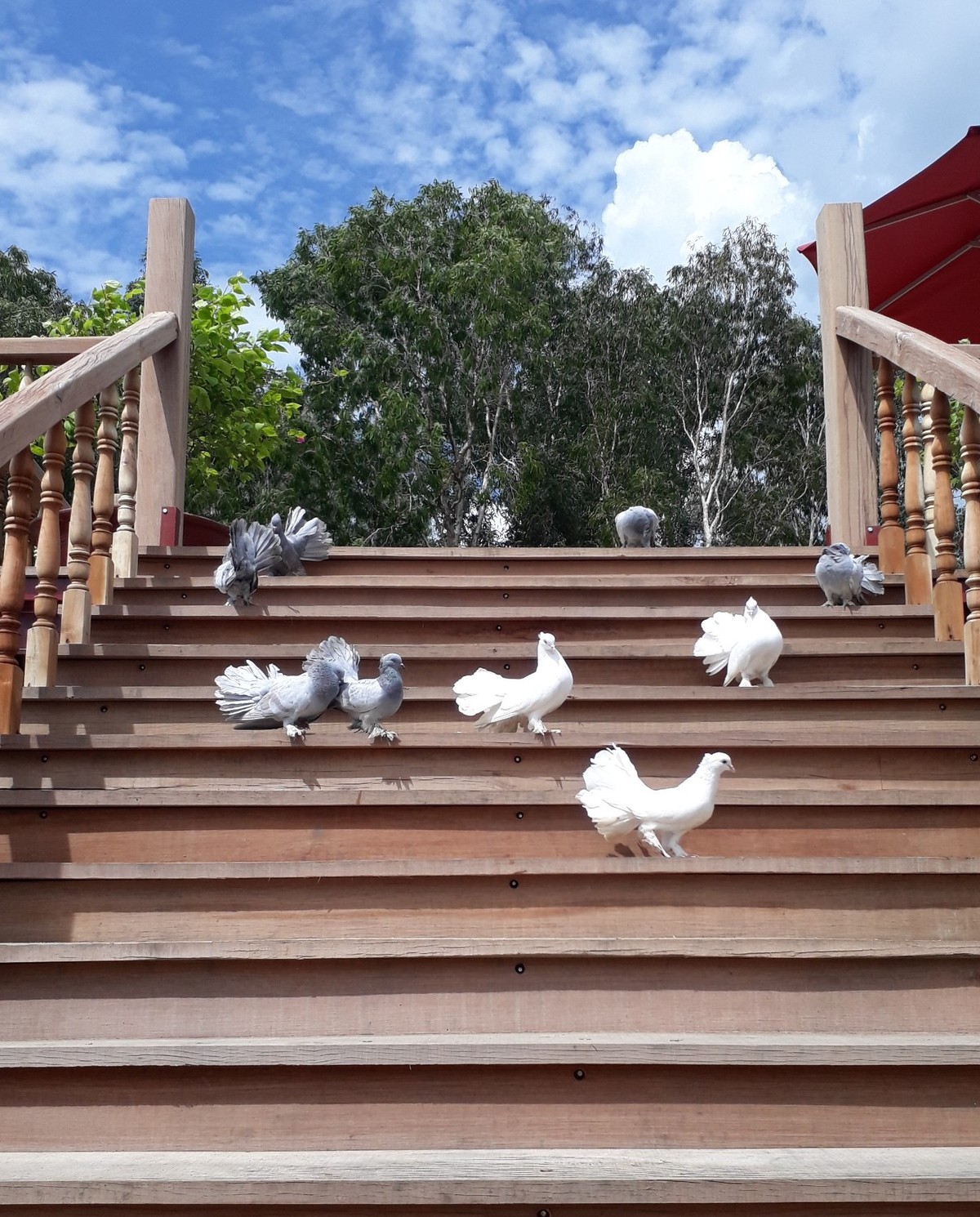 Khác lạ Trà Sư  ảnh 1