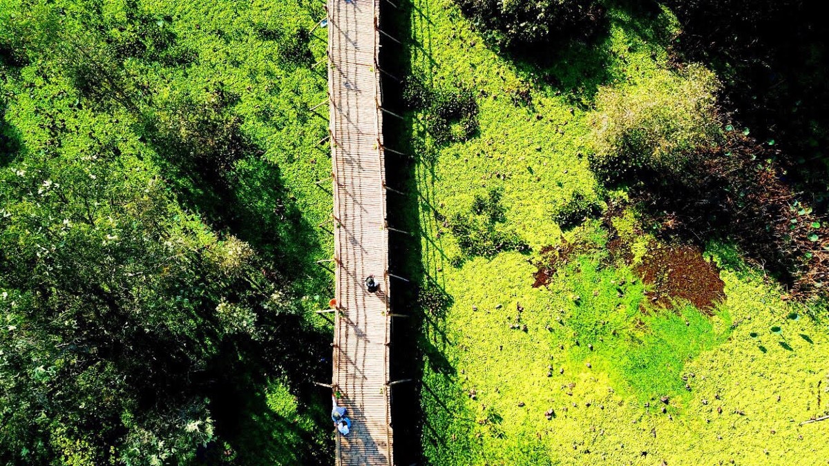 Cận cảnh cây cầu dài nhất Việt Nam xuyên qua rừng tràm Trà Sư ảnh 2