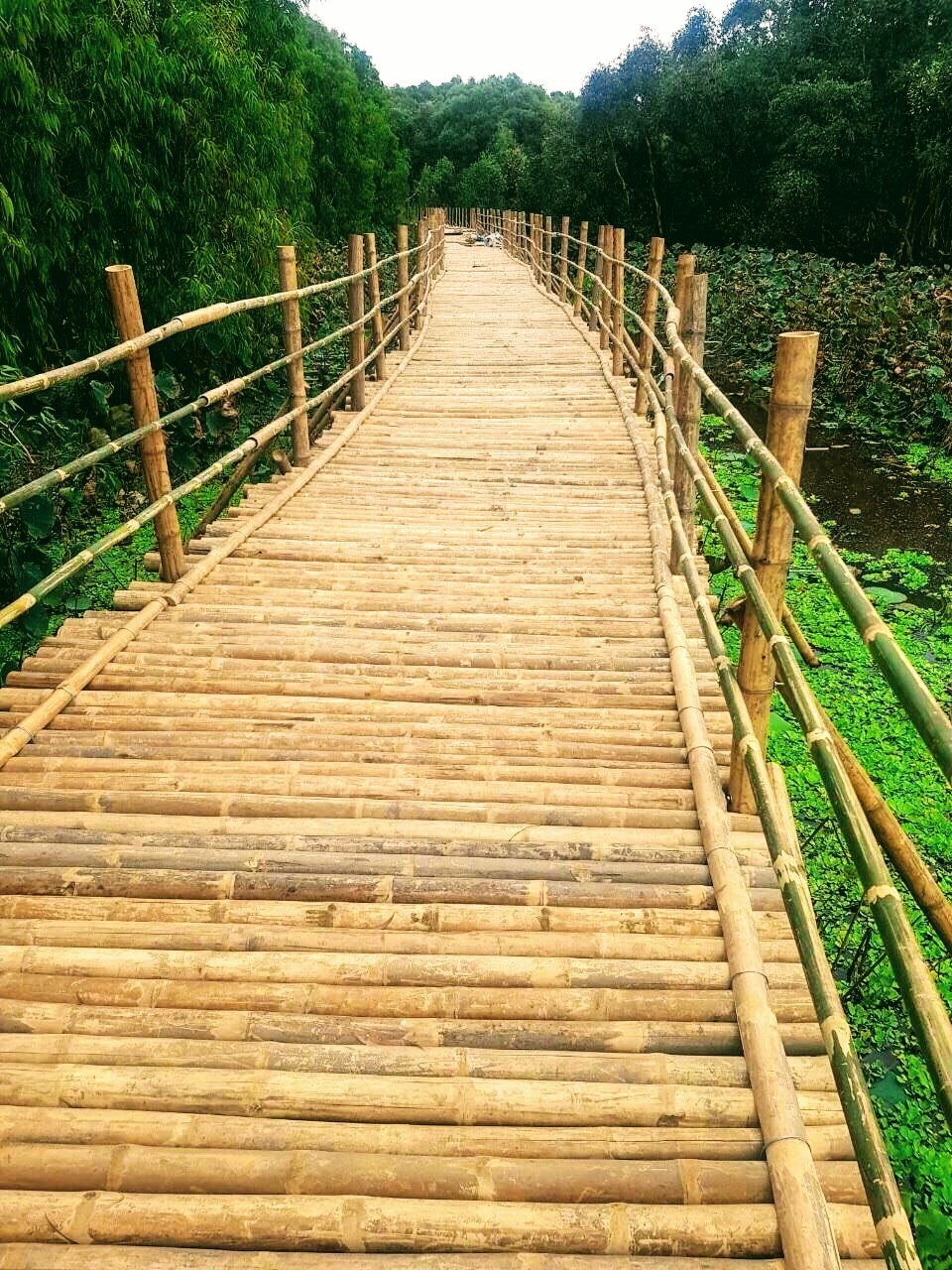 Cận cảnh cây cầu dài nhất Việt Nam xuyên qua rừng tràm Trà Sư ảnh 8