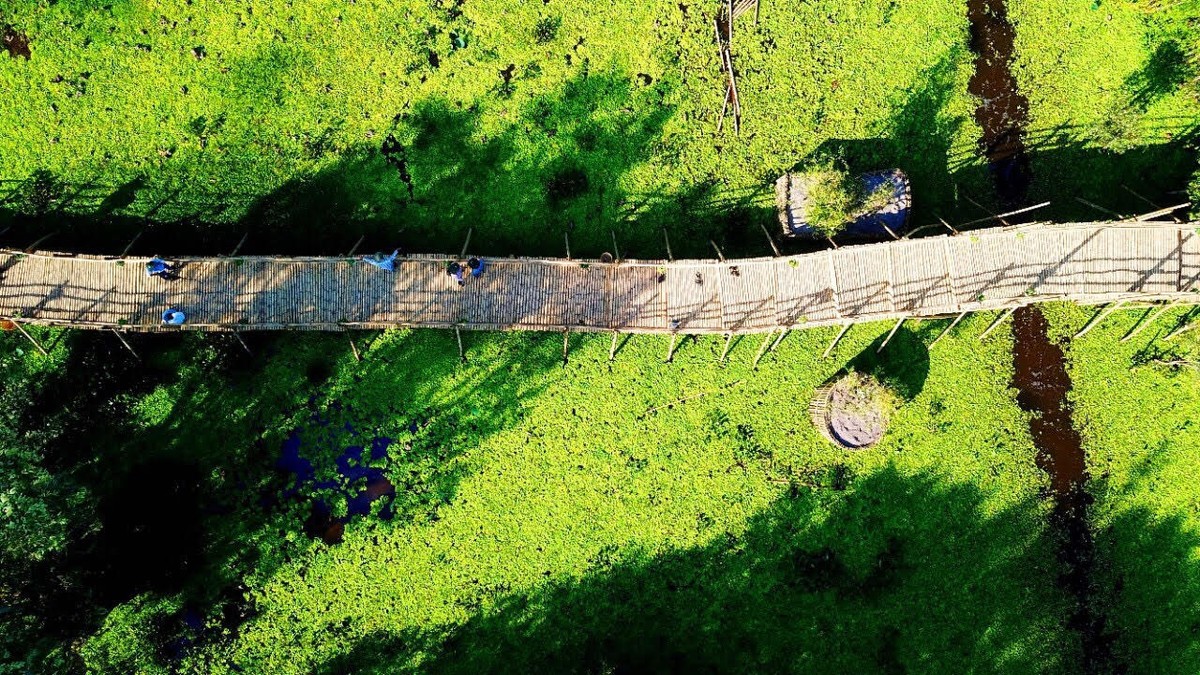 Cận cảnh cây cầu dài nhất Việt Nam xuyên qua rừng tràm Trà Sư ảnh 3