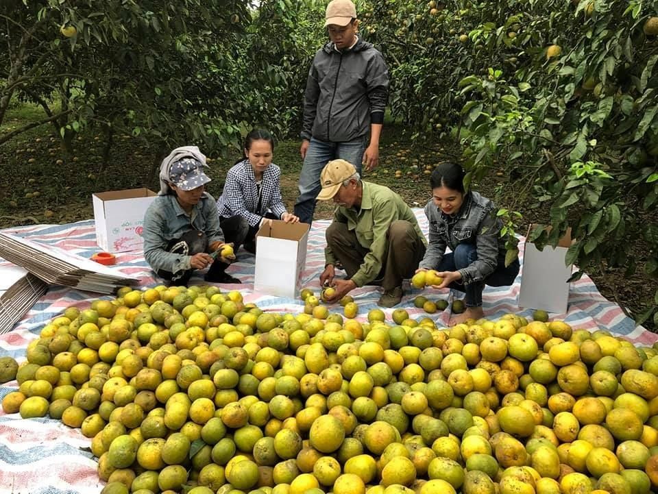 Cam bóc Phủ Quỳ được hỗ trợ thu mua với giá tại vườn từ 5.000 đồng/kg- 6.000 đồng/kg