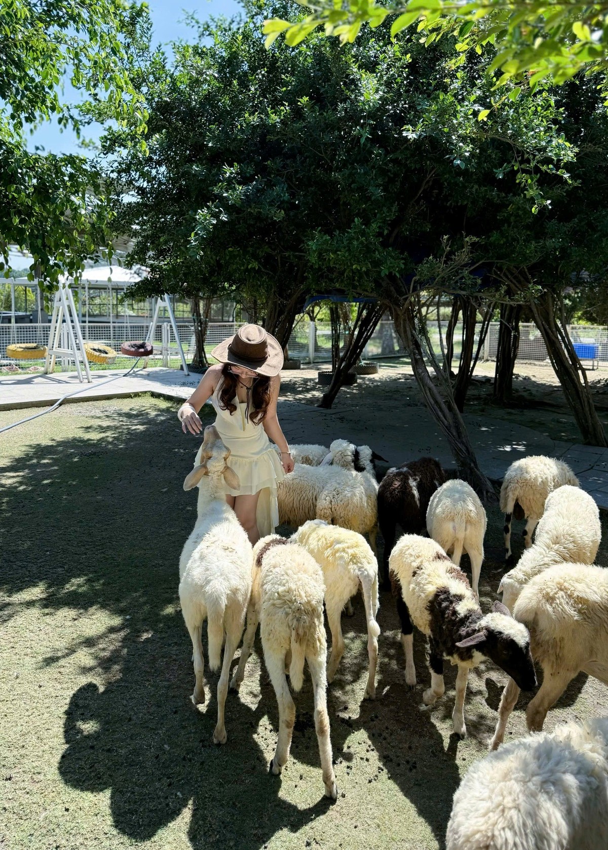 Du khách vui thích với đàn cừu đáng yêu "bao vây". Du khách vui thích với đàn cừu đáng yêu "bao vây".