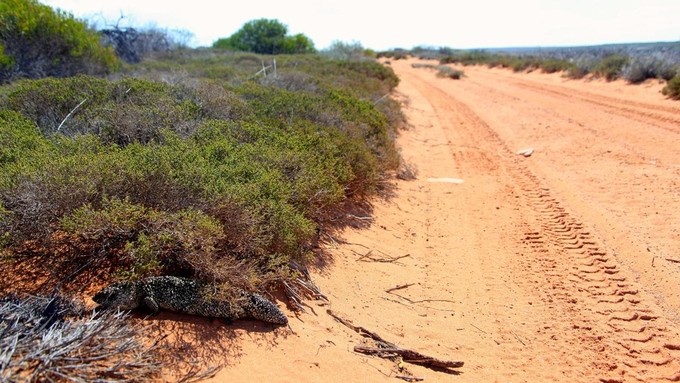 Hòn đảo bí ẩn của Australia ảnh 5