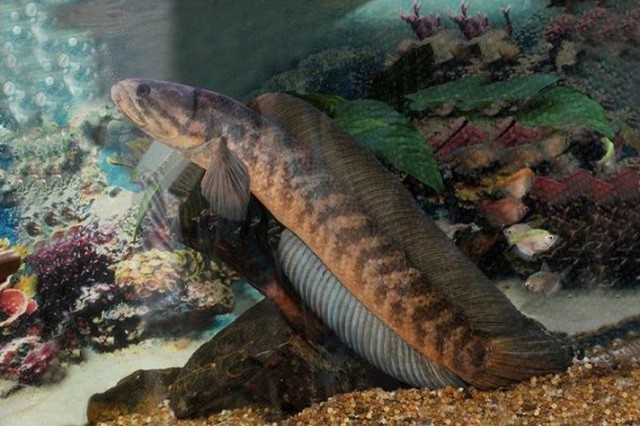 Cá trèo đồi: Đặc sản tiến vua quý hiếm đất Ninh Bình ảnh 1