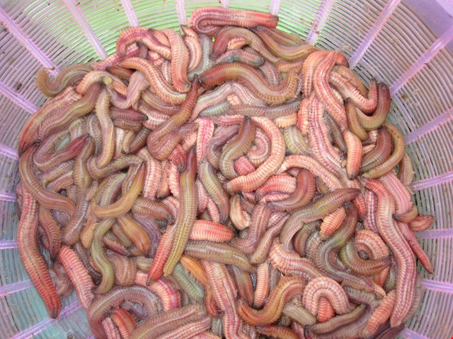 Thưởng thức đặc sản “rồng đất” ở Hải Dương ảnh 1