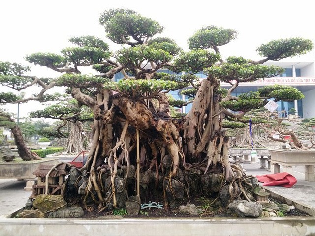 Ngắm những “siêu cây” đắt như... siêu xe ảnh 9