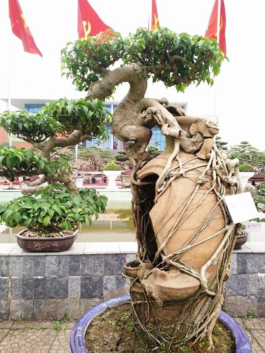 Ngắm những “siêu cây” đắt như... siêu xe ảnh 13