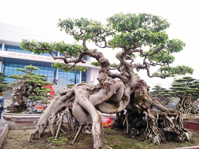 Ngắm những “siêu cây” đắt như... siêu xe ảnh 6