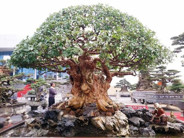 Ngắm những “siêu cây” đắt như... siêu xe ảnh 14