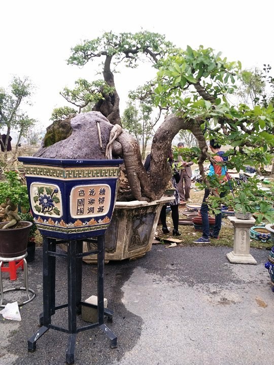 Ngắm những “siêu cây” đắt như... siêu xe ảnh 15