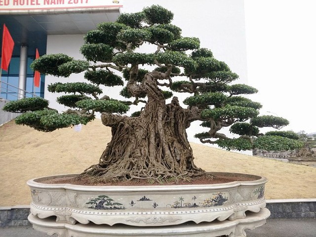 Ngắm những “siêu cây” đắt như... siêu xe ảnh 4