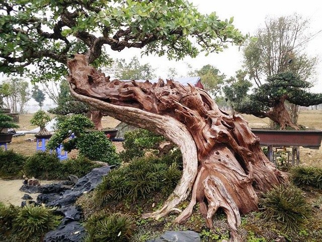 Ngắm những “siêu cây” đắt như... siêu xe ảnh 10