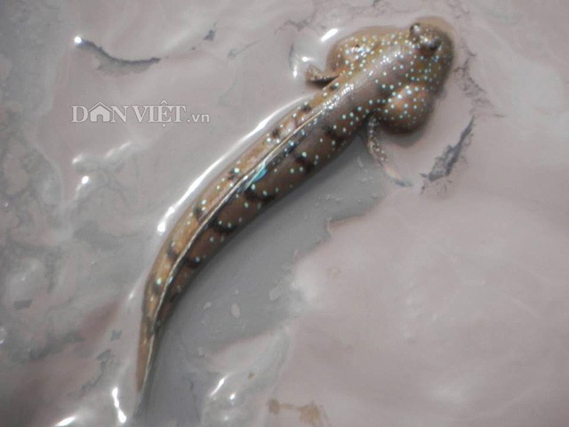 Về Cà Mau thưởng thức đặc sản “cá leo cây” kỳ lạ nhất hành tinh ảnh 1