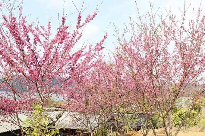 8 điểm đến đẹp nhất Việt Nam để du lịch vào tháng 1 ảnh 2