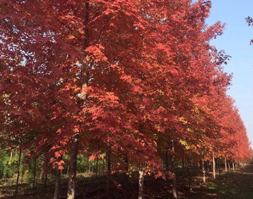 Hà Nội trồng cây phong lá đỏ trên đường phố ảnh 1