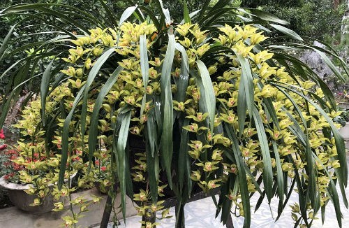 Săn địa lan Sa Pa giá trăm triệu chơi Tết ảnh 1